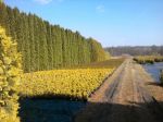 105 ha doniczek w Nowym Dworze