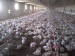 120 000 broilerów rocznie produkuje farma Państwa Sęków